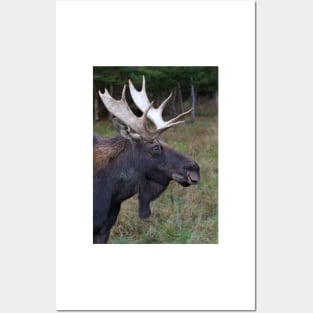 Canadian Moose Posters and Art